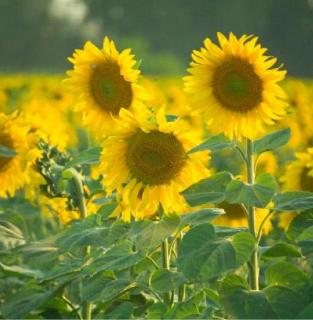 sunflowers