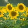 sunflowers